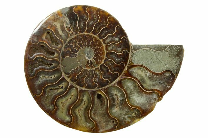 Cut & Polished Ammonite Fossil (Half) - Madagascar #347513